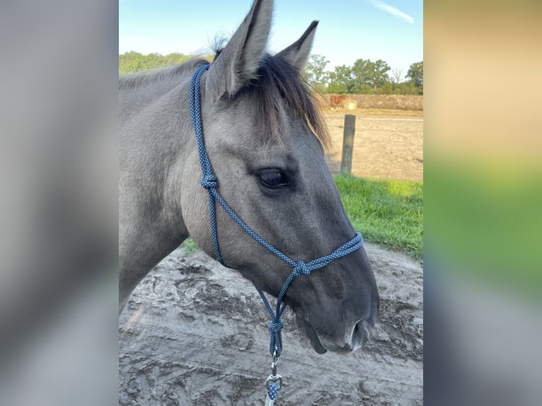 Konik Giumenta 5 Anni 136 cm Falbo in Paulinenaue