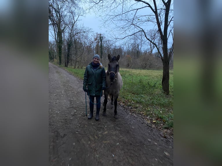 Konik Giumenta 5 Anni 136 cm Falbo in Paulinenaue