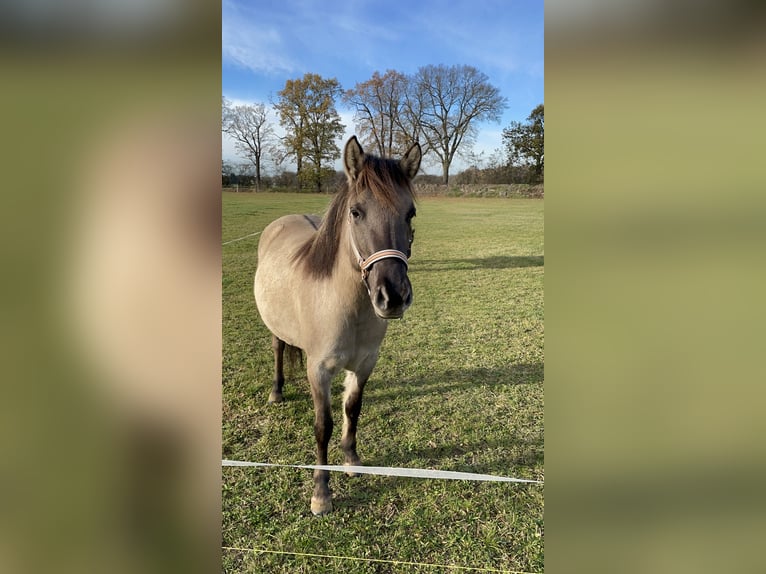 Konik Giumenta 5 Anni 136 cm Falbo in Paulinenaue