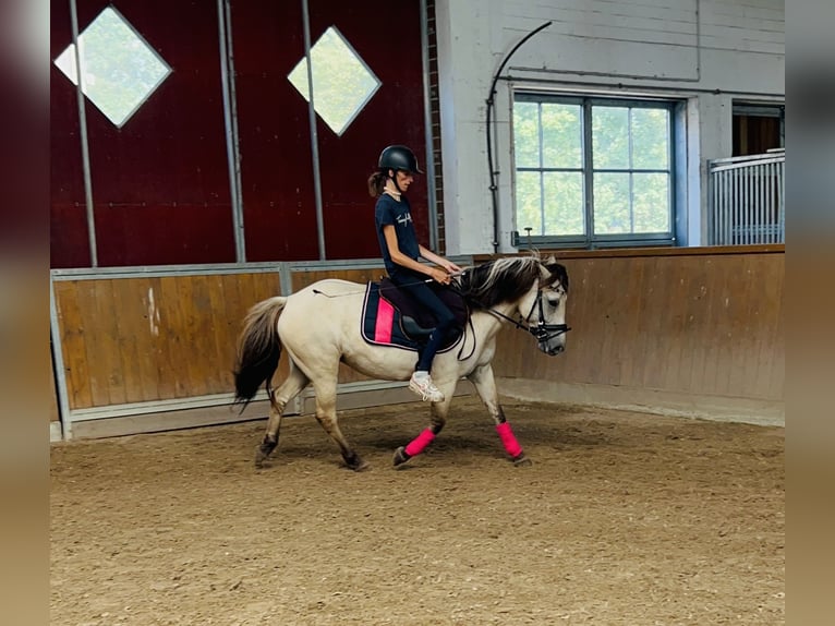 Konik Giumenta 5 Anni 140 cm  in Löningen