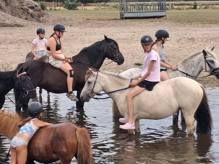 Konik Giumenta 5 Anni 140 cm  in Löningen