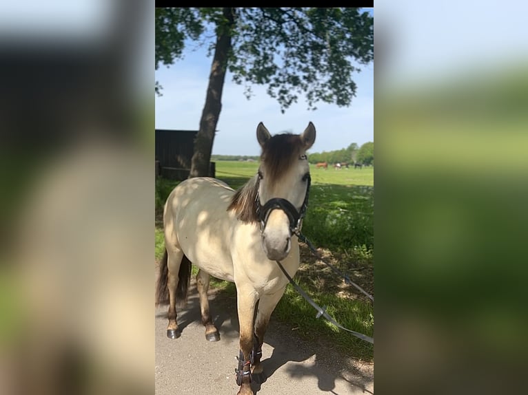 Konik Giumenta 5 Anni 140 cm  in Löningen