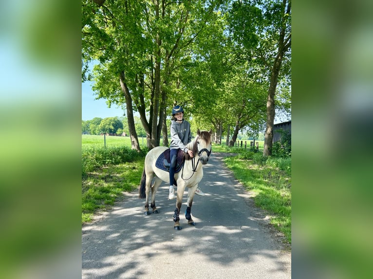 Konik Giumenta 5 Anni 140 cm  in Löningen