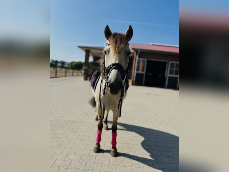 Konik Giumenta 5 Anni 140 cm  in Löningen