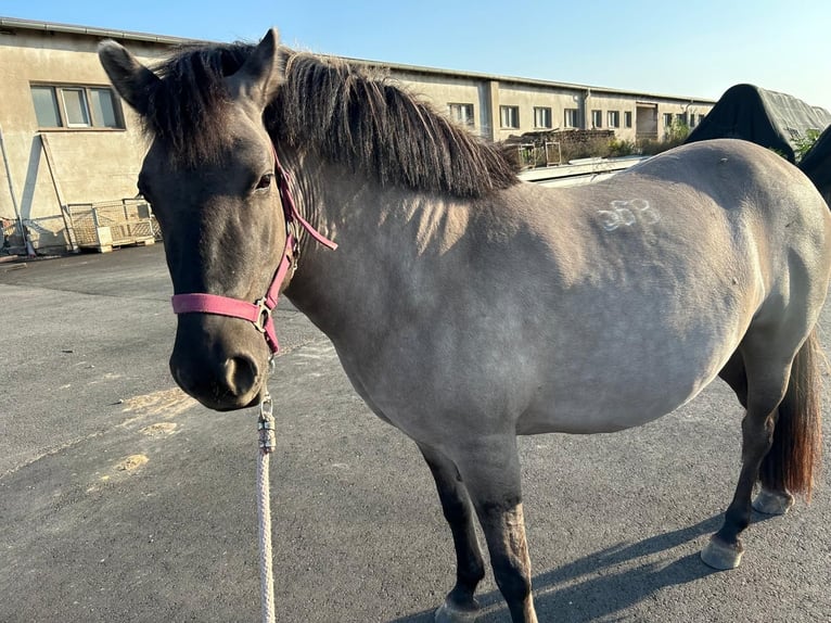 Konik Giumenta 5 Anni 140 cm Falbo in Lutherstadt Eisleben