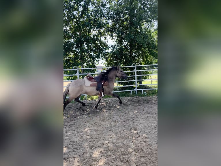 Konik Giumenta 5 Anni 140 cm Grullo in Aichach