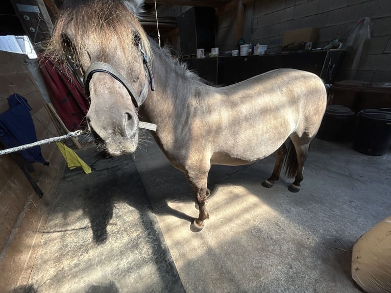 Konik Giumenta 6 Anni 130 cm Falbo in Neckargerach