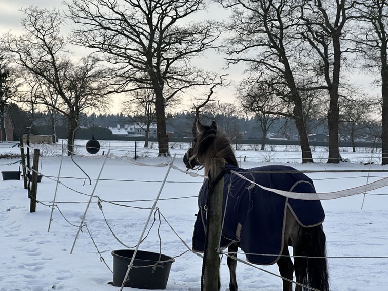 Konik Giumenta 6 Anni 135 cm Falbo in Hatten