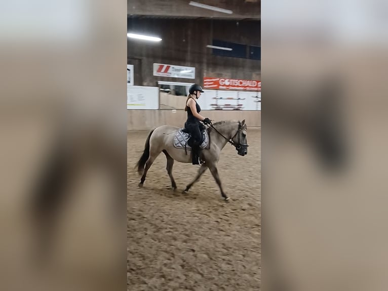 Konik Giumenta 6 Anni 136 cm  in Rhede