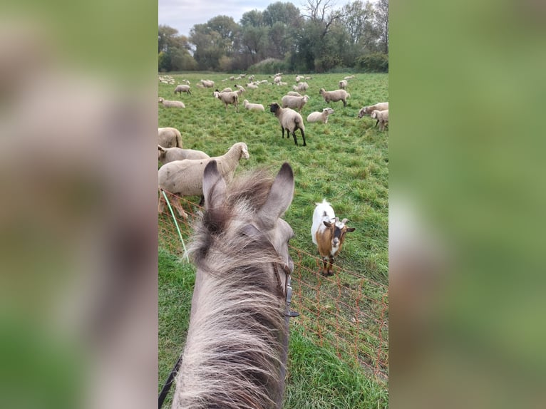 Konik Giumenta 6 Anni 138 cm Falbo in Monheim am Rhein