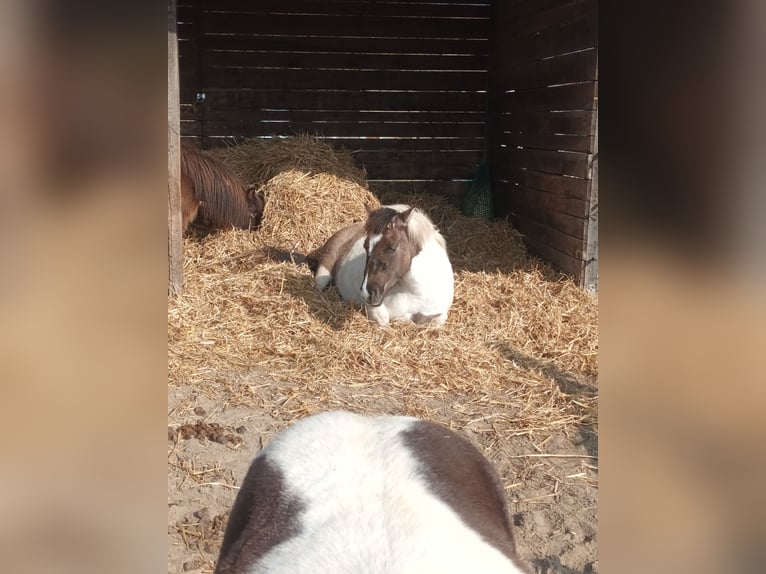 Konik Mix Giumenta 6 Anni 140 cm Pezzato in Dallgow-Döberitz