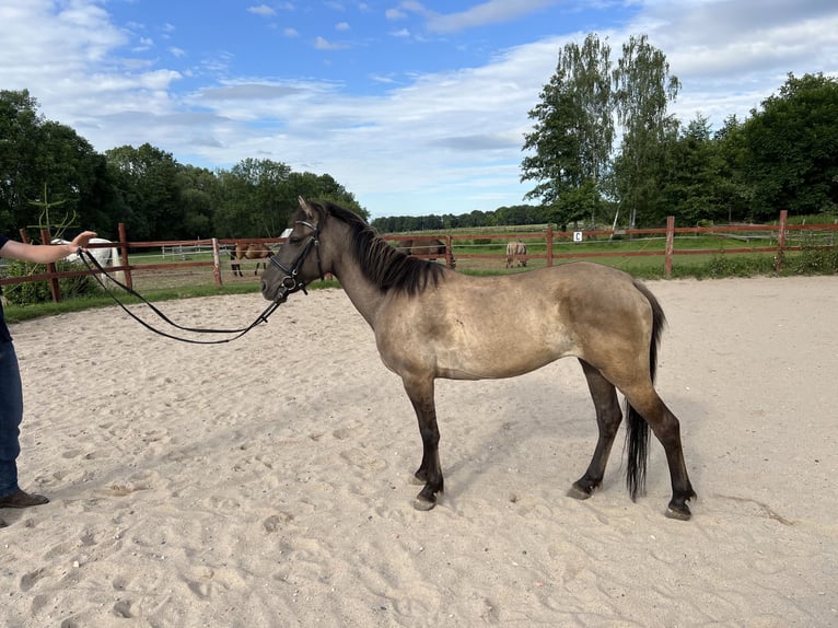 Konik Giumenta 6 Anni 143 cm Grullo in Szczepanów