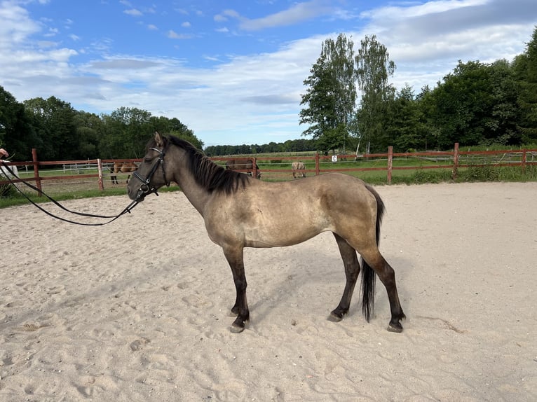 Konik Giumenta 6 Anni 143 cm Grullo in Szczepanów