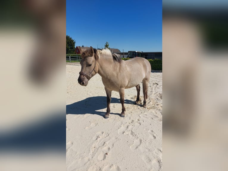 Konik Giumenta 7 Anni 138 cm Falbo in Wermelskirchen