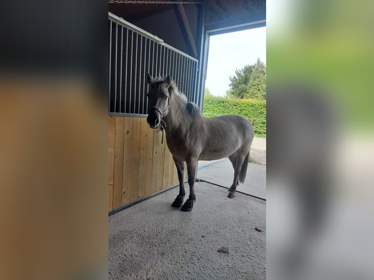 Konik Giumenta 7 Anni 138 cm Falbo in Wermelskirchen