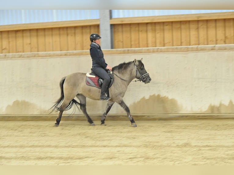 Konik Giumenta 7 Anni 139 cm Grullo in Wellheim