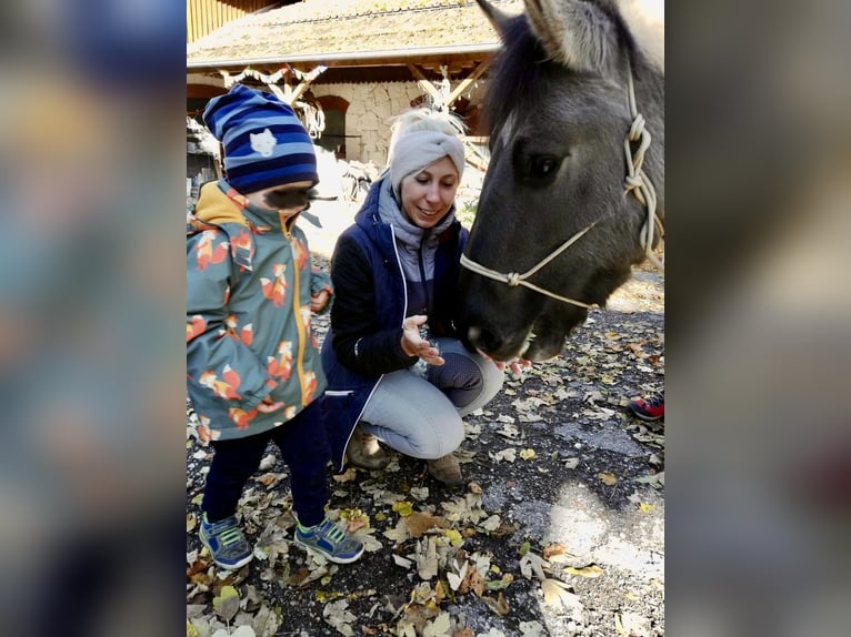 Konik Giumenta 8 Anni 130 cm in Pottenstein