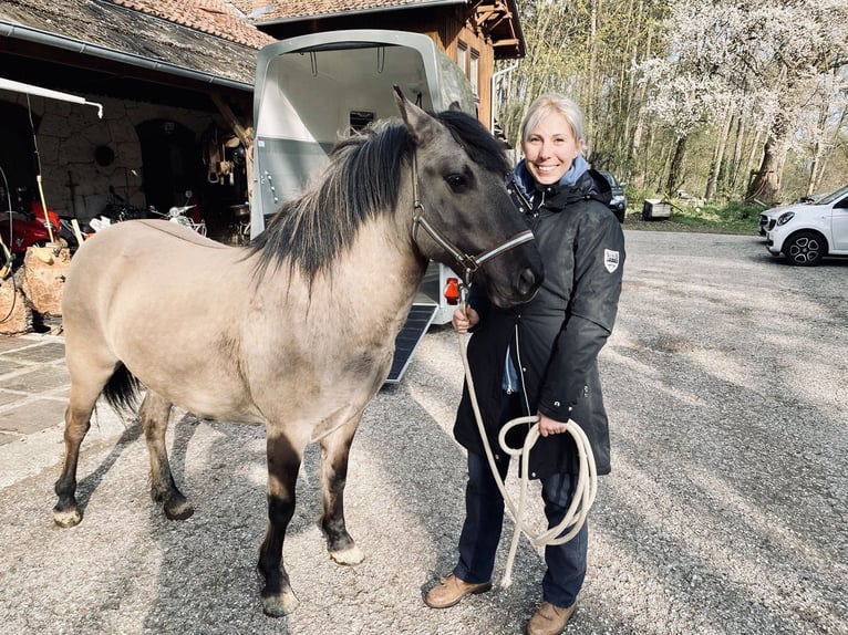 Konik Giumenta 8 Anni 130 cm in Pottenstein