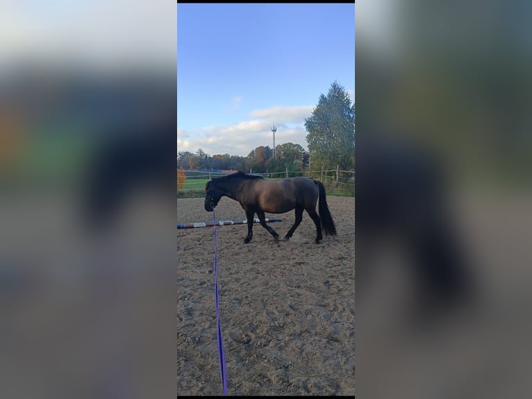 Konik Giumenta 8 Anni 137 cm in Kudypy