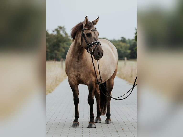 Konik Giumenta 9 Anni 135 cm in L&#xF6;wenberger Land