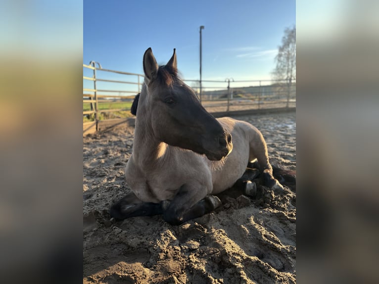 Konik Giumenta 9 Anni 142 cm in Wendelstein