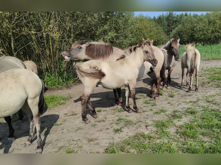 Konik Giumenta Puledri
 (03/2024) 135 cm Red dun in Dobrzany