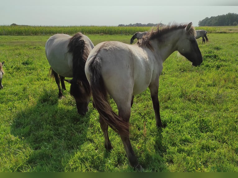 Konik Giumenta Puledri
 (03/2024) 135 cm Red dun in Dobrzany