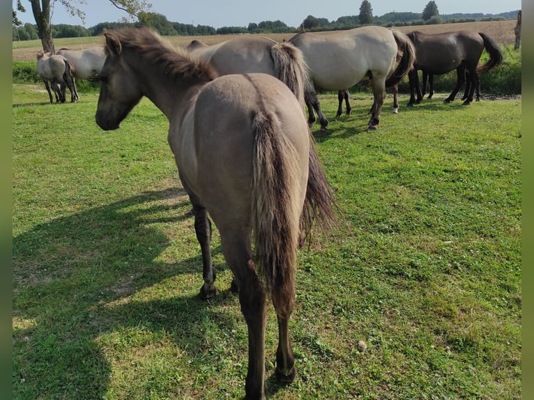 Konik Giumenta Puledri
 (03/2024) 135 cm Red dun in Dobrzany