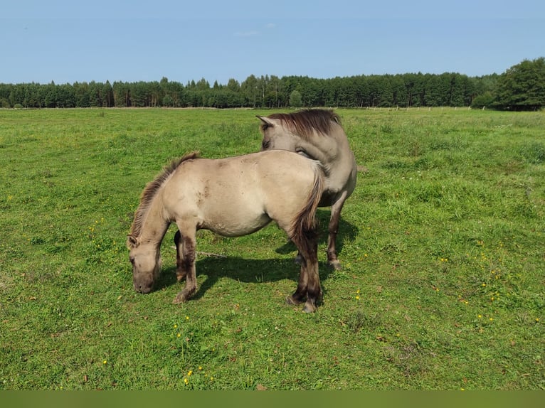 Konik Giumenta Puledri
 (03/2024) 135 cm Red dun in Dobrzany