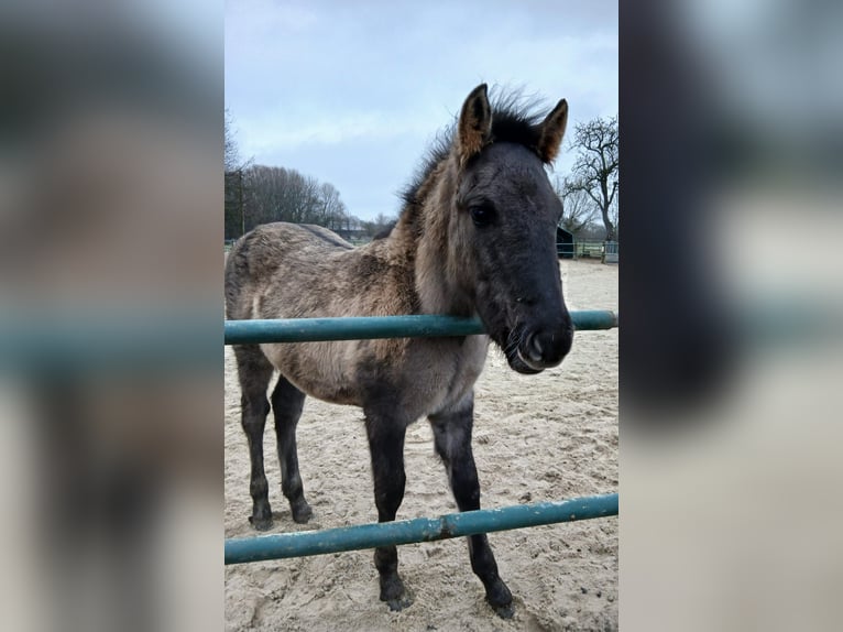 Konik Mix Hengst 1 Jahr 125 cm Falbe in Issum