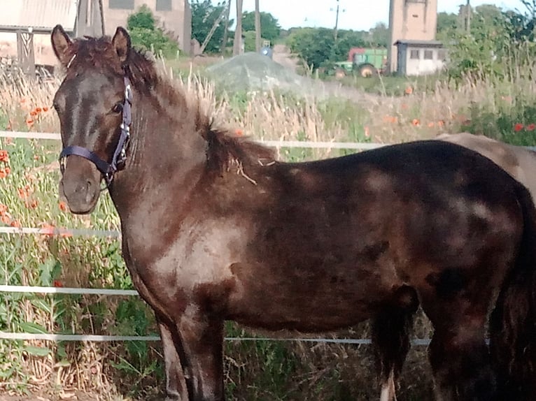 Konik Hengst 1 Jahr 140 cm Buckskin in S&#x142;ubice