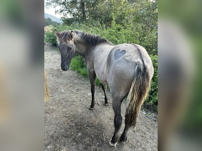 Konik Mix Hengst 1 Jahr 140 cm Falbe in Glödnitz