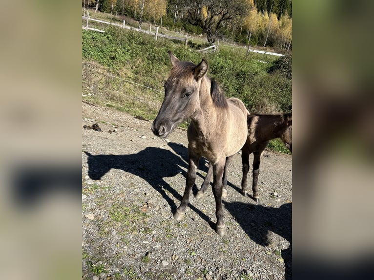 Konik Mix Hengst 1 Jahr 140 cm Falbe in Glödnitz