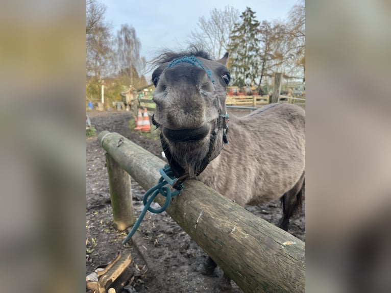 Konik Mix Hengst 2 Jaar 120 cm Falbe in Neu Heinde
