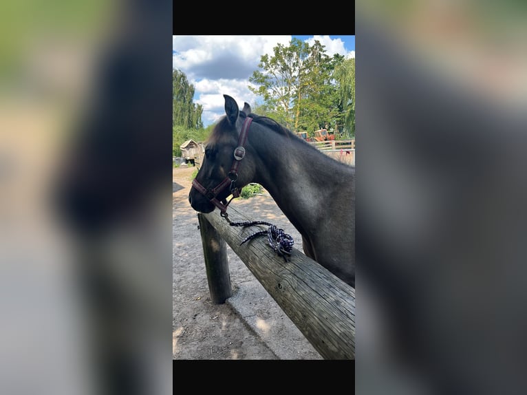 Konik Mix Hengst 2 Jaar 120 cm in Neu Heinde