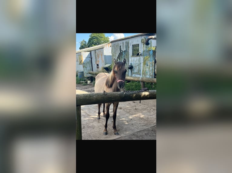 Konik Mix Hengst 2 Jaar 120 cm in Neu Heinde