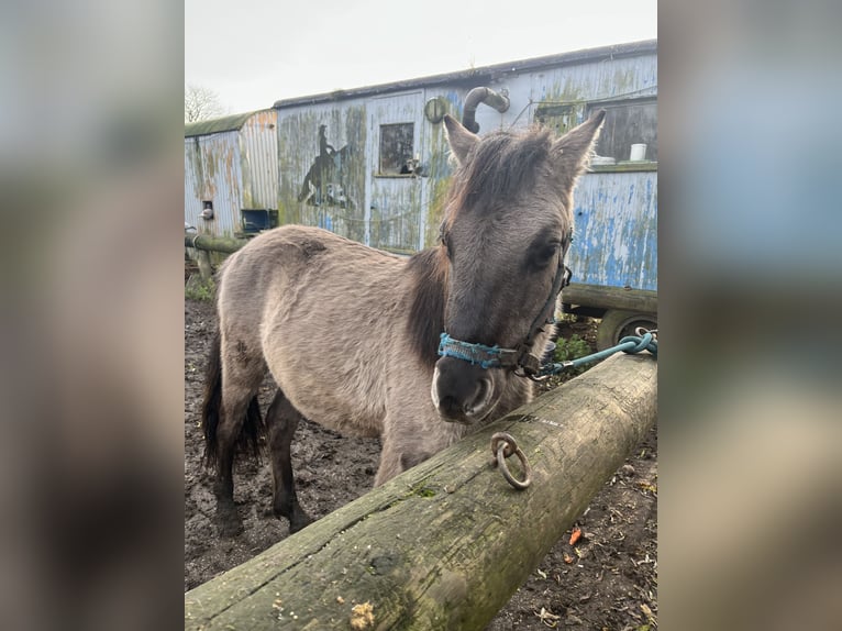 Konik Mix Hengst 2 Jahre 120 cm in Neu Heinde