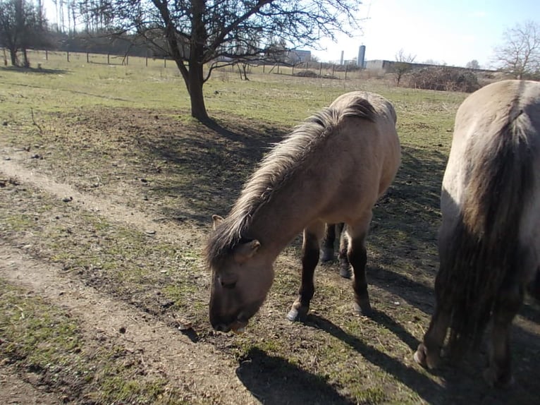 Konik Hengst 2 Jahre 135 cm Falbe in Stendal