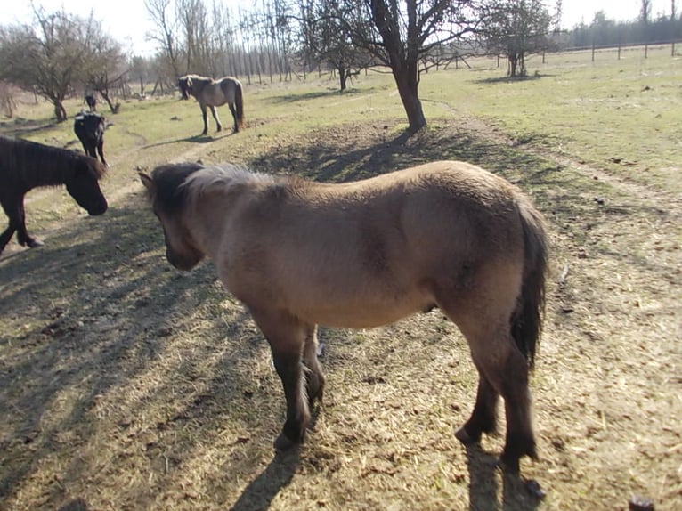 Konik Hengst 2 Jahre 135 cm Falbe in Stendal