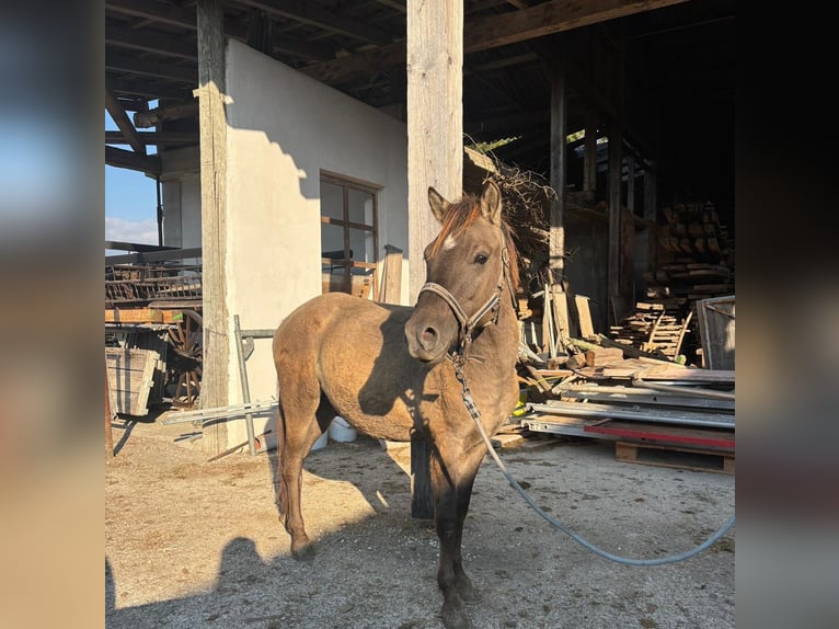 Konik Hengst 2 Jahre 135 cm Grullo in Sipbachzell