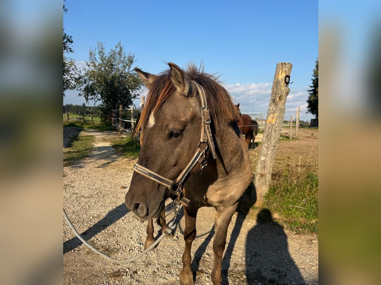 Konik Hengst 2 Jahre 135 cm Grullo in Sipbachzell