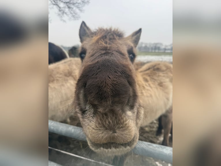Konik Hengst 3 Jahre 128 cm Grullo in Assen