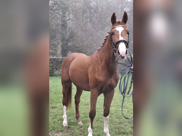 Konik Hengst 4 Jahre 167 cm  in Borek wielkopolski