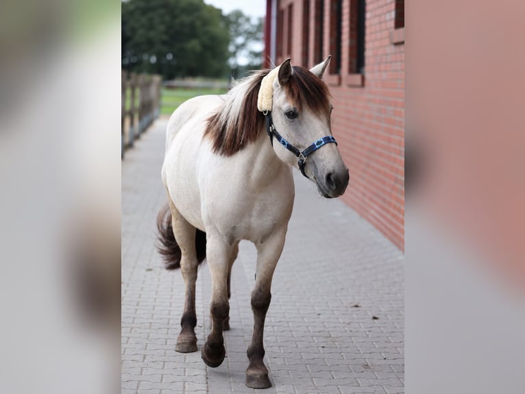 Konik Hengst 5 Jahre 138 cm  in Löningen