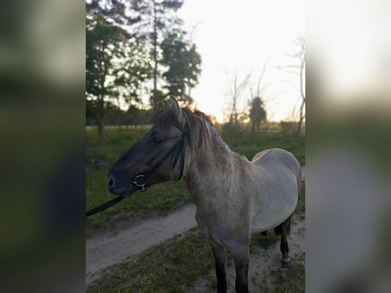 Konik Hengst 5 Jahre 140 cm Rappe in Swoboda