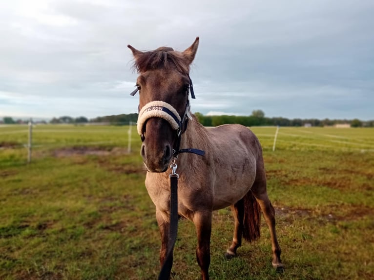 Konik Hengst 5 Jahre 140 cm Rappe in Swoboda