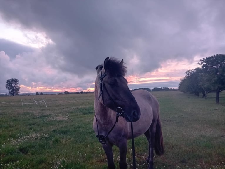 Konik Hengst 5 Jahre 140 cm Rappe in Swoboda