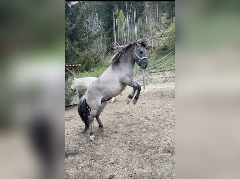 Konik Hengst 7 Jaar 135 cm Falbe in Glödnitz