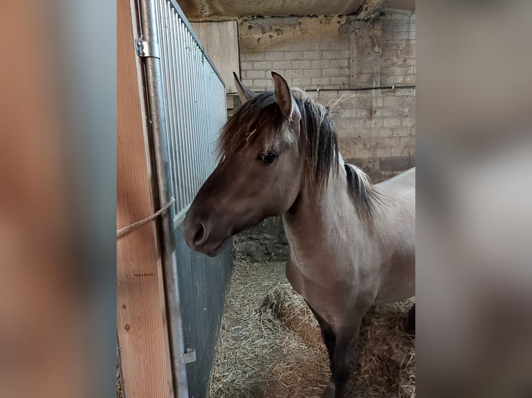 Konik Hengst 7 Jaar 140 cm Falbe in Susteren