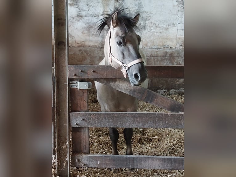 Konik Hengst 7 Jaar 140 cm Falbe in Susteren